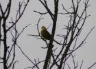 VWG vogelreis Oost Duitsland mei 2010 466